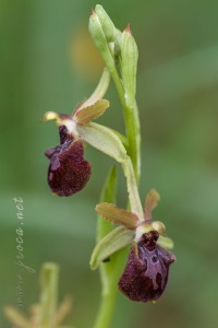 Ophrys arachnitiformis Gren. & Philippe (1859)