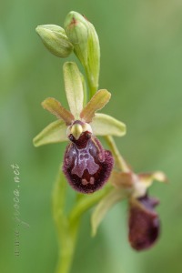 Ophrys arachnitiformis Gren. & Philippe (1859)