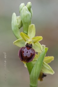 Ophrys arachnitiformis Gren. & Philippe (1859)