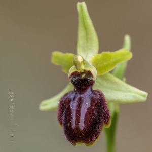 Ophrys arachnitiformis Gren. & Philippe (1859)