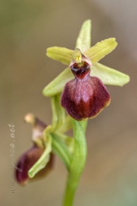 Ophrys arachnitiformis Gren. & Philippe (1859)