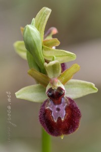 Ophrys arachnitiformis Gren. & Philippe (1859)