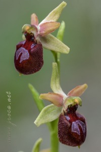Ophrys arachnitiformis Gren. & Philippe (1859)