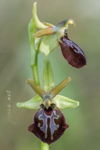 Ophrys arachnitiformis Gren. & Philippe (1859)