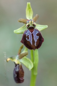 Ophrys arachnitiformis Gren. & Philippe (1859)