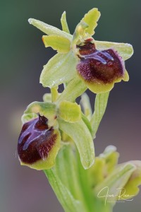 Ophrys virescens (Delforge & Viglione, 2001) Ophrys virescens (Delforge & Viglione, 2001)
