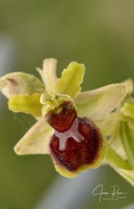 Ophrys virescens (Delforge & Viglione, 2001) Ophrys virescens (Delforge & Viglione, 2001)