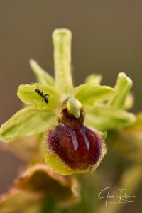Ophrys virescens (Delforge & Viglione, 2001) Ophrys virescens (Delforge & Viglione, 2001)