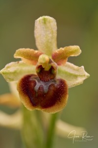 Ophrys virescens (Delforge & Viglione, 2001) Ophrys virescens (Delforge & Viglione, 2001)