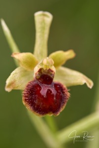 Ophrys virescens (Delforge & Viglione, 2001)