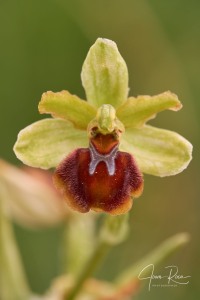 Ophrys virescens (Delforge & Viglione, 2001) Ophrys virescens (Delforge & Viglione, 2001)