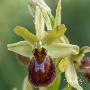 Ophrys virescens (Delforge & Viglione, 2001) Ophrys virescens (Delforge & Viglione, 2001)