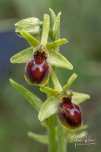 Ophrys virescens (Delforge & Viglione, 2001) Ophrys virescens (Delforge & Viglione, 2001)