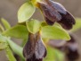 Ophrys arnoldii