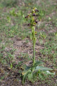 Ophrys cf. arnoldii P.Delforge