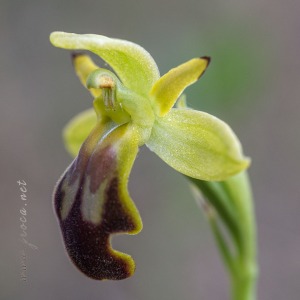 Ophrys cf. arnoldii P.Delforge