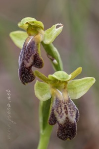 Ophrys arnoldii P.Delforge