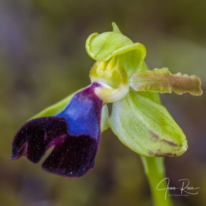 Ophrys atlantica Munby, Bull. Soc. Bot. France 3: 108 (1856).