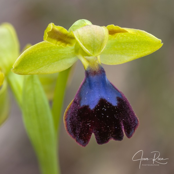 Ophrys atlantica Munby, Bull. Soc. Bot. France 3: 108 (1856).