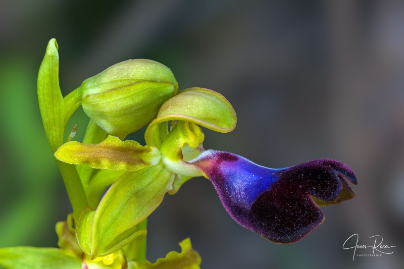 Ophrys atlantica Munby, Bull. Soc. Bot. France 3: 108 (1856).