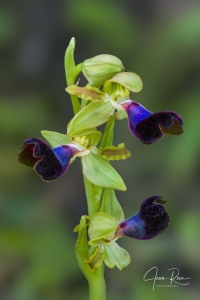 Ophrys atlantica Munby, Bull. Soc. Bot. France 3: 108 (1856).
