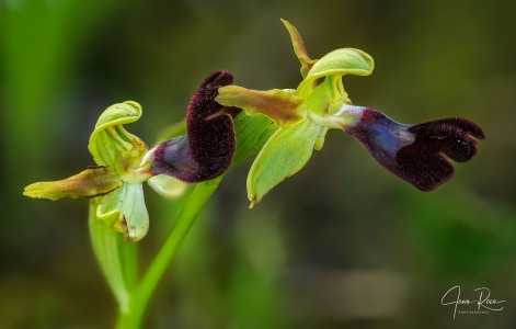 Ophrys atlantica Munby