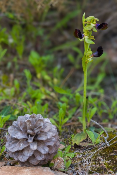 Ophrys atlantica Munby, Bull. Soc. Bot. France 3: 108 (1856).