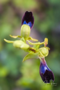 Ophrys atlantica Munby, Bull. Soc. Bot. France 3: 108 (1856).