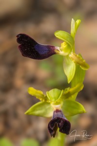 Ophrys atlantica Munby