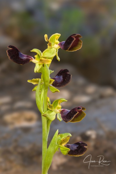 Ophrys atlantica Munby