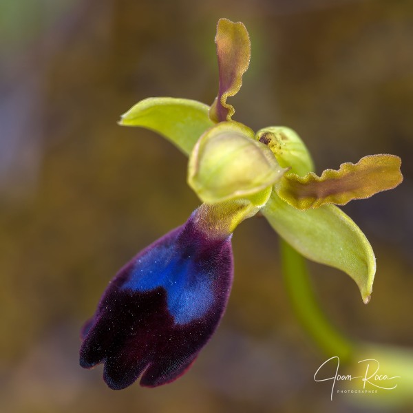 Ophrys atlantica Munby, Bull. Soc. Bot. France 3: 108 (1856).