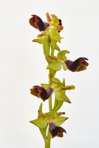 Ophrys atlantica Munby, Bull. Soc. Bot. France 3: 108 (1856).