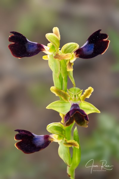 Ophrys atlantica Munby, Bull. Soc. Bot. France 3: 108 (1856).