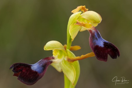 Ophrys atlantica Munby, Bull. Soc. Bot. France 3: 108 (1856).