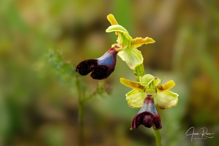 Ophrys atlantica Munby