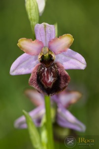 Ophrys aveyronensis (J.J.Wood) H.Baumann & Künkele Ophrys aveyronensis (J.J.Wood) H.Baumann & Künkele