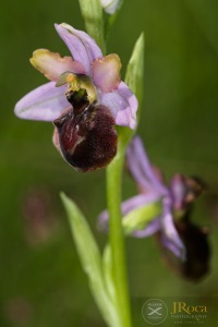 Ophrys aveyronensis (J.J.Wood) H.Baumann & Künkele Ophrys aveyronensis (J.J.Wood) H.Baumann & Künkele
