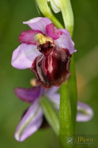 Ophrys aveyronensis (J.J.Wood) H.Baumann & Künkele Ophrys aveyronensis (J.J.Wood) H.Baumann & Künkele