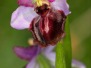 Ophrys aveyronensis