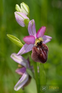 Ophrys aveyronensis (J.J.Wood) H.Baumann & Künkele Ophrys aveyronensis (J.J.Wood) H.Baumann & Künkele