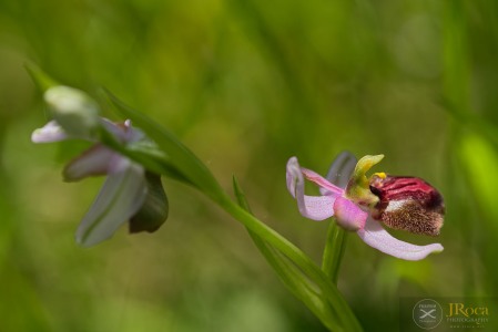 Ophrys aveyronensis (J.J.Wood) H.Baumann & Künkele Ophrys aveyronensis (J.J.Wood) H.Baumann & Künkele