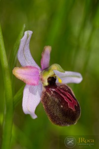 Ophrys aveyronensis (J.J.Wood) H.Baumann & Künkele Ophrys aveyronensis (J.J.Wood) H.Baumann & Künkele