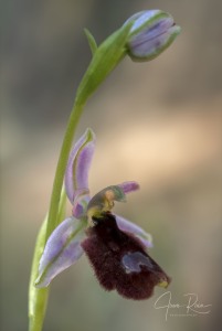 Ophrys balearica   P. Delforge 1990
