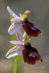 Ophrys balearica   P. Delforge 1990