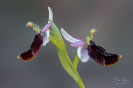 Ophrys balearica   P. Delforge 1990