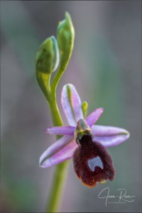 Ophrys balearica   P. Delforge 1990
