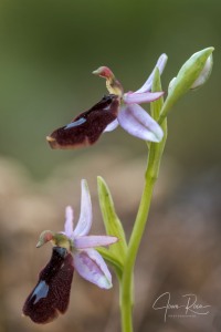 Ophrys balearica   P. Delforge 1990