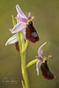Ophrys balearica   P. Delforge 1990