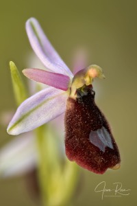 Ophrys balearica   P. Delforge 1990