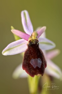 Ophrys balearica   P. Delforge 1990